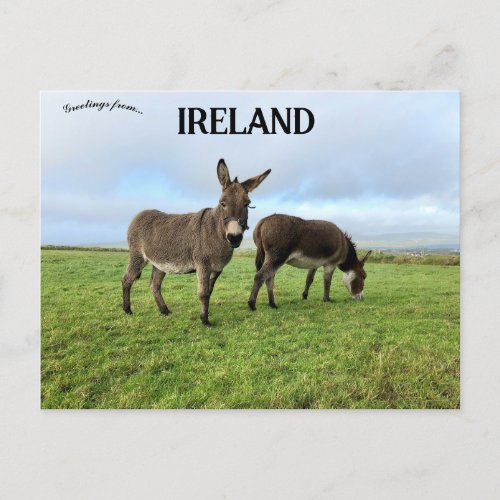 Donkeys in Doora Ireland Postcard