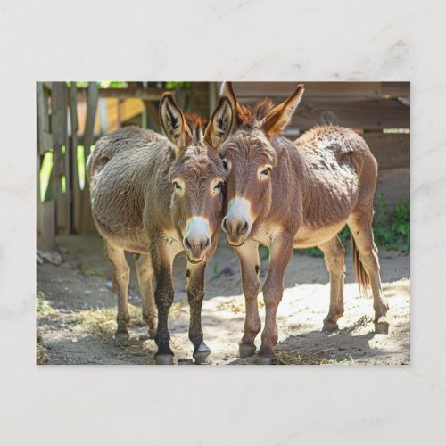 Donkeys in love Postcard 