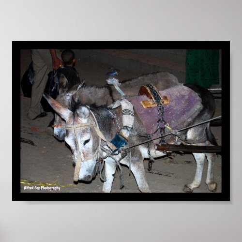 Donkeys of Luxor Poster
