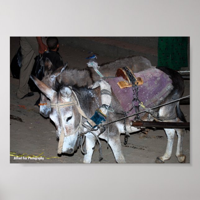Donkeys of Luxor Poster (Front)