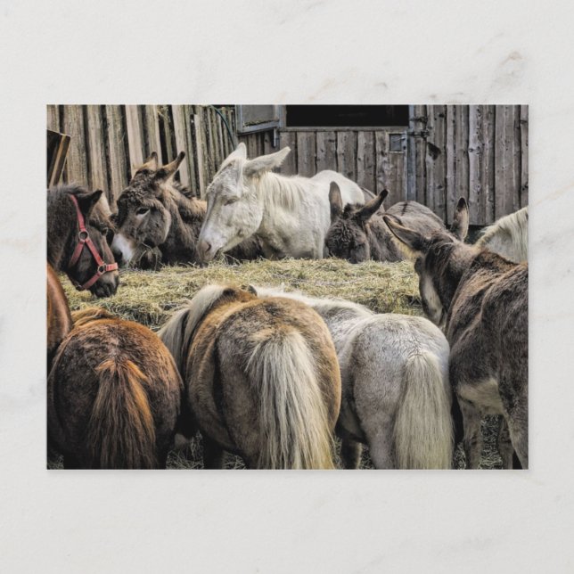 Donkey's Of The Round Table Postcard (Front)