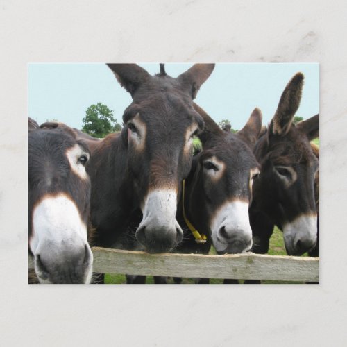 Donkeys Postcard