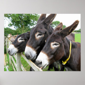 Donkeys! Poster