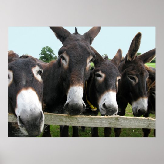 Donkeys! Poster | Zazzle.com