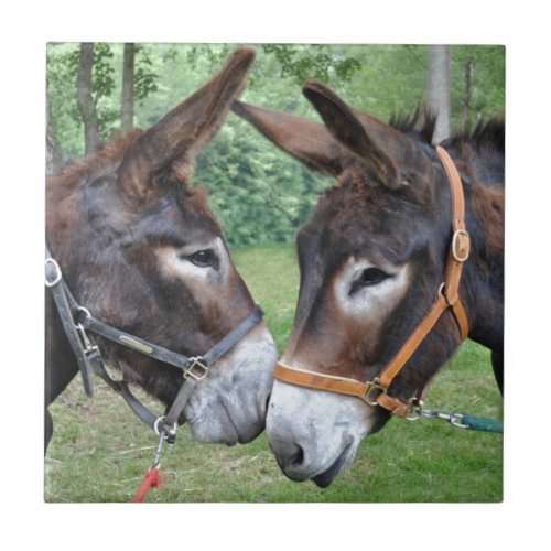 Donkeys touching noses tile