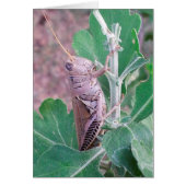 Don't Be Bugged by This Grasshopper (Front)