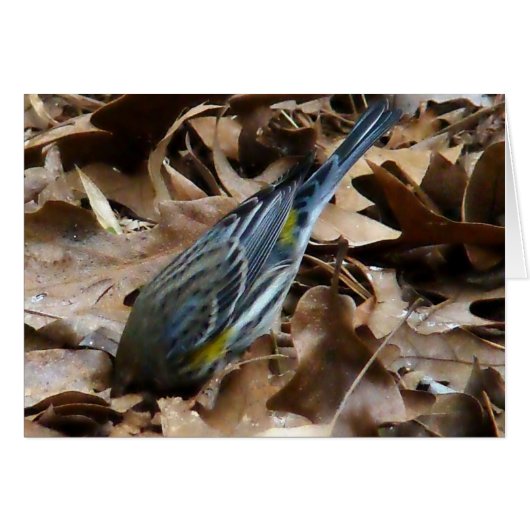 Don't Be Shy! (Front Horizontal)