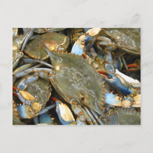 Don't Bother Me...I'm Crabby! Postcard