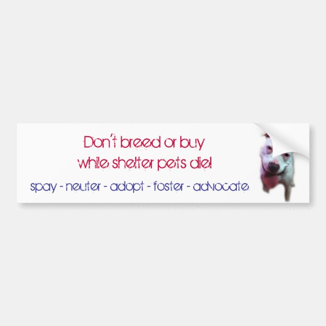 don't breed or buy while shelter pets die bumper sticker (Front)