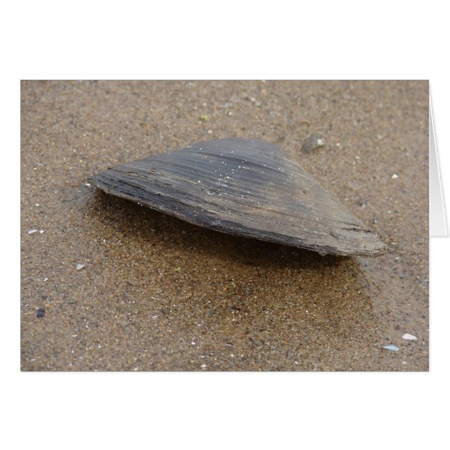 Don't Clam Up Cards (Front Horizontal)