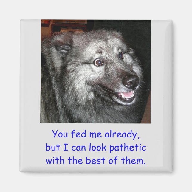 DON'T Feed the Dog Magnet (Front)