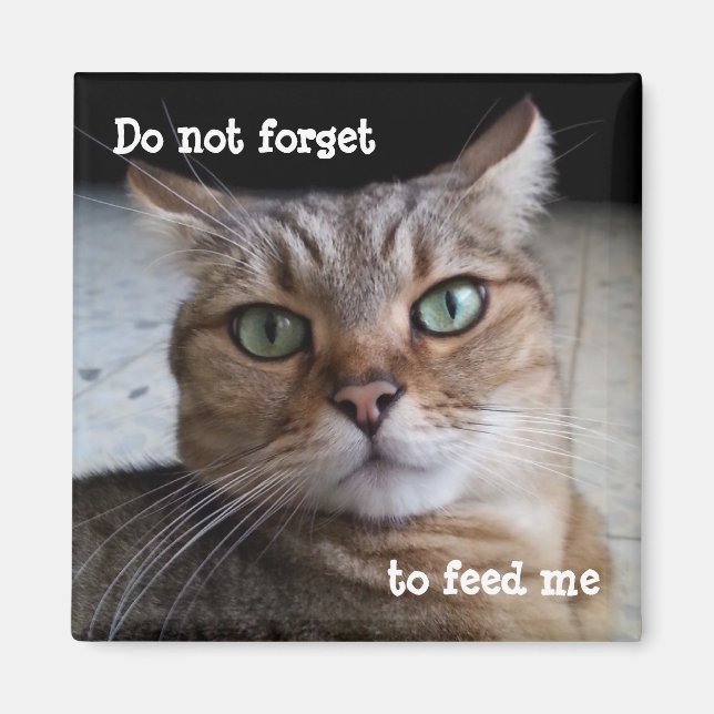 Don't Forget to Feed a Cat Magnet (Front)