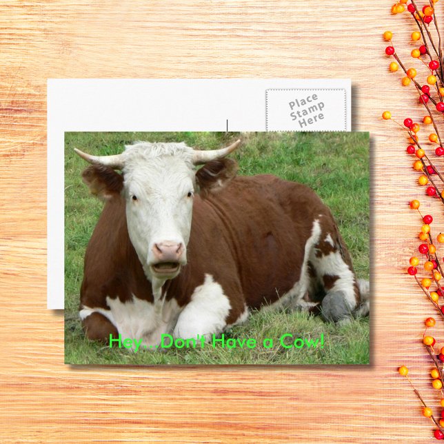 Don't Have a Cow Have the Bird Thanksgiving, ZSSG Holiday Postcard (Give 'Em the Bird For Thanksgiving Holiday Postcard)