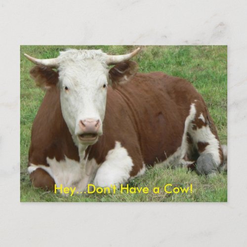 Dont Have a Cow Postcard