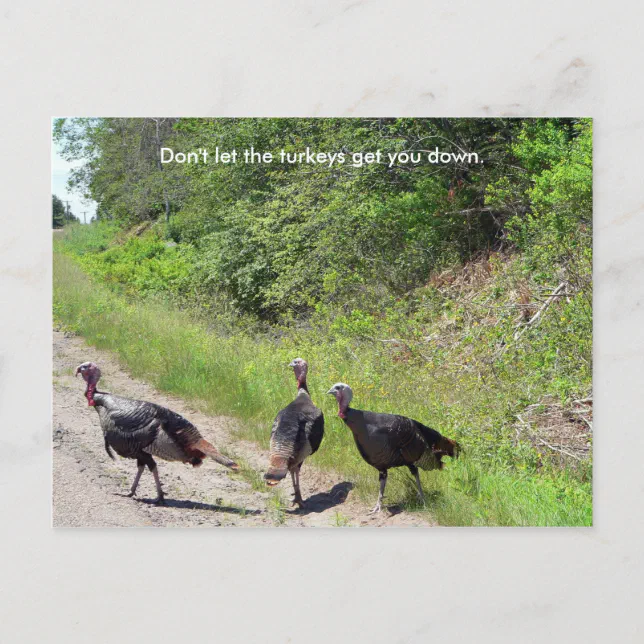 Don t Let The Turkeys Get You Down Postcard Zazzle don-t-let-the-turkeys-get-you-down-postcard-zazzle