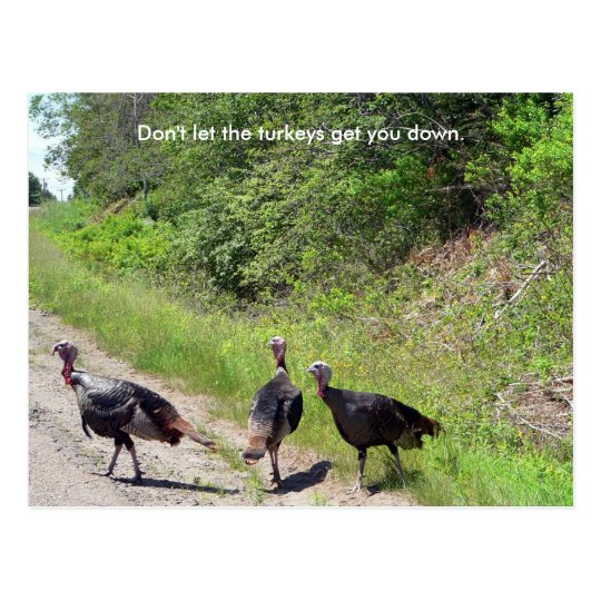 Don't Let the Turkeys Get You Down Postcard