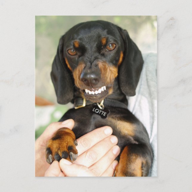 Don't mess with me dachshund postcard (Front)