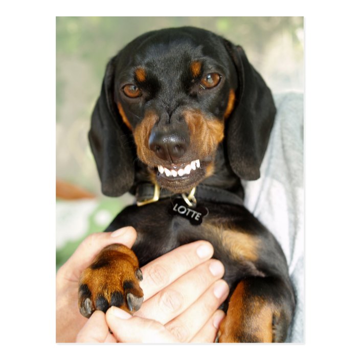 angry dachshund