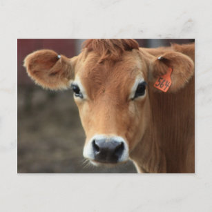 Don't you think I'm Pretty Jersey Cow Postcard