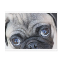 Doobie's Eyes