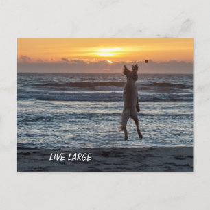 Doodle Days Comics Live Large Postcard