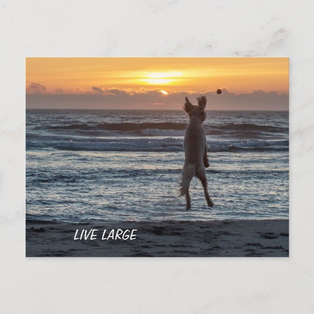 Doodle Days Comics Live Large Postcard (Front)