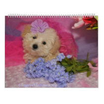 Maltese & Maltipoo Puppy Calendar | Zazzle