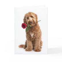 Doodle Valentine – Sweet Curls, True Love