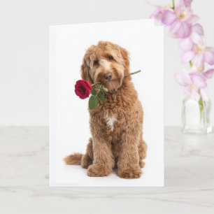 Doodle Valentine – Sweet Curls, True Love Card