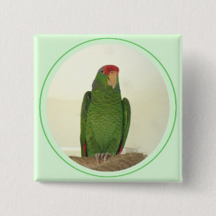 Dooley 1 pinback button