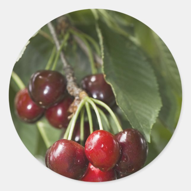 Door Country Cherries Classic Round Sticker (Front)