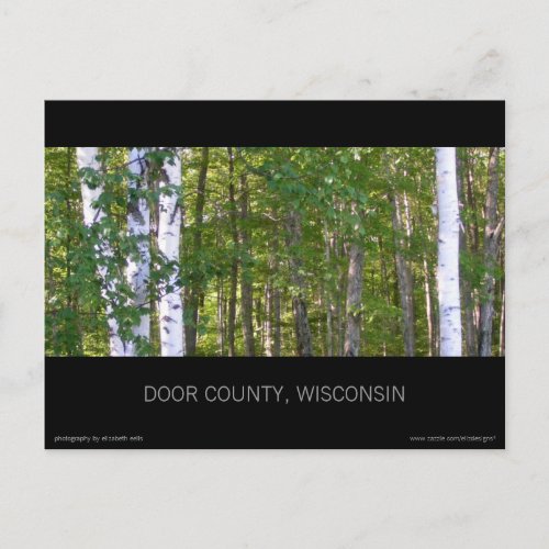 Door County Birch Trees Postcard