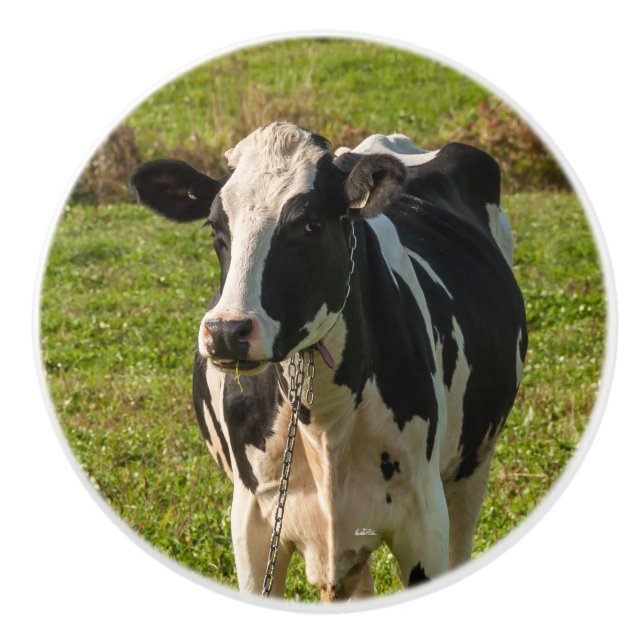 Door handle, cow photo ceramic knob (Front)