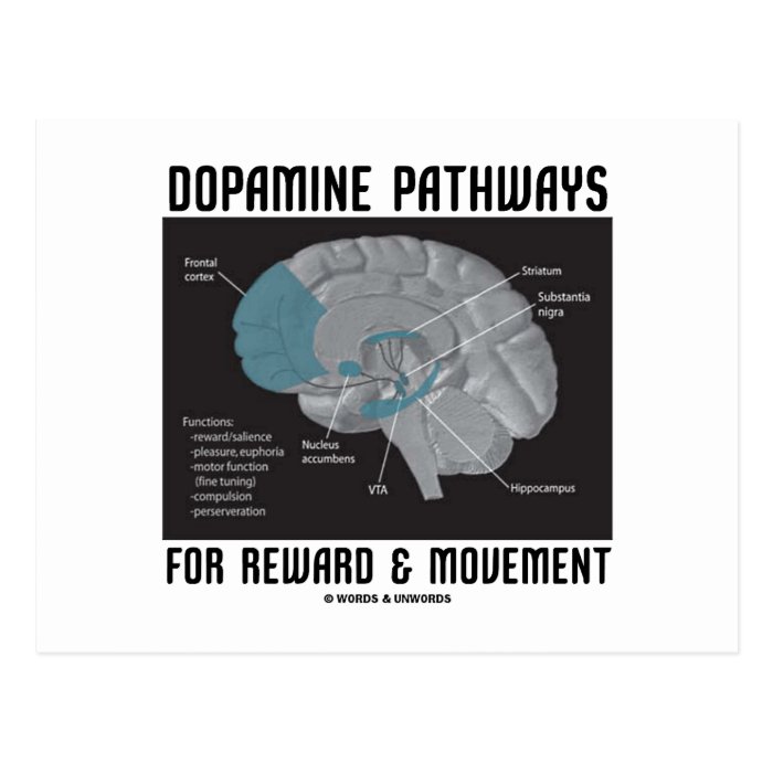 Dopamine Pathways For Reward & Movement Postcard