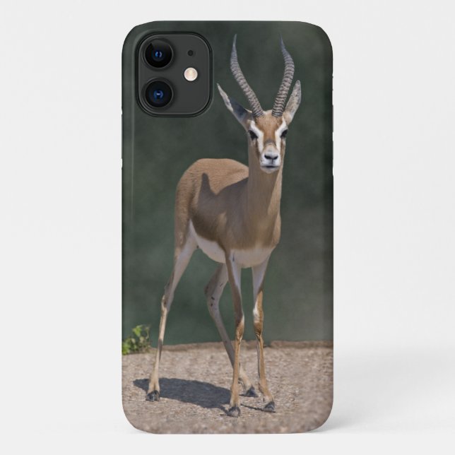 Dorcas Gazelle iPhone 11 Case (Back)