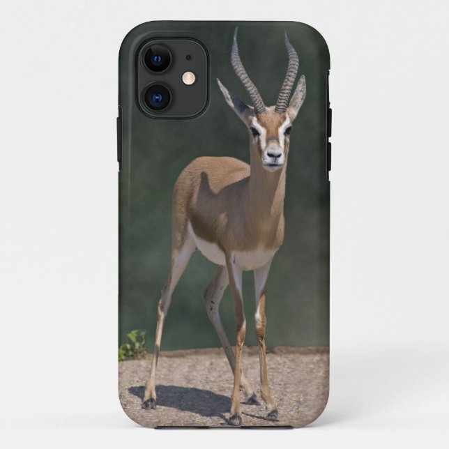 Dorcas Gazelle iPhone 5 Case (Back)