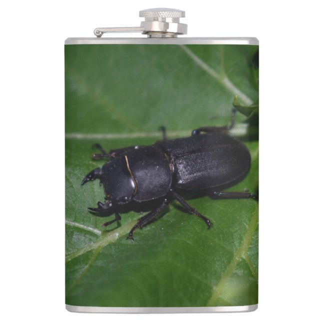 Dorcus parallelipipedus , the lesser stag beetle flask (Front)