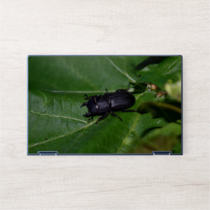 Dorcus parallelipipedus , the lesser stag beetle HP laptop skin