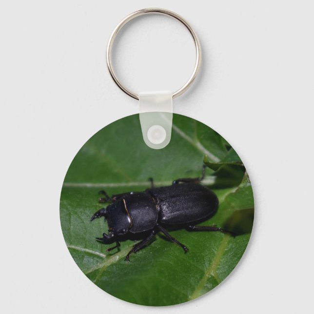Dorcus parallelipipedus , the lesser stag beetle keychain (Front)