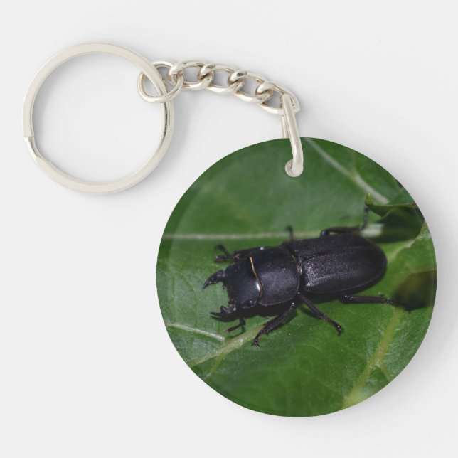 Dorcus parallelipipedus , the lesser stag beetle keychain (Front)