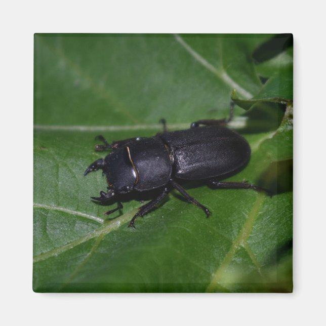 Dorcus parallelipipedus , the lesser stag beetle magnet (Front)
