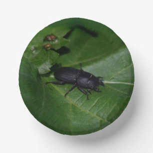 Dorcus parallelipipedus , the lesser stag beetle paper bowls