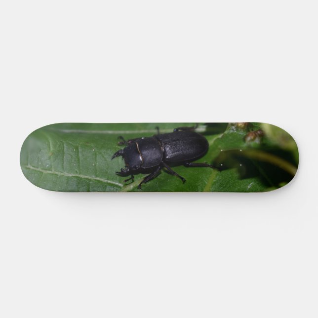 Dorcus parallelipipedus , the lesser stag beetle skateboard (Horz)