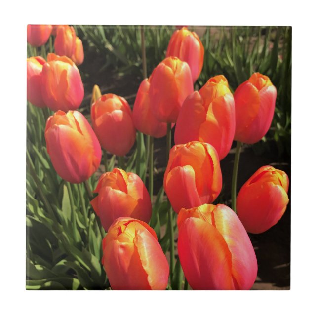 Dordogne Tulips, Oregon Ceramic Tile (Front)