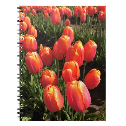 Dordogne Tulips Oregon Notebook