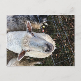 Doris the sheep postcard