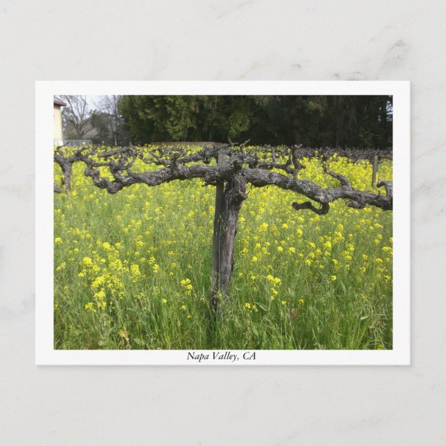 Dormant vine - Napa Valley Postcard (Front)