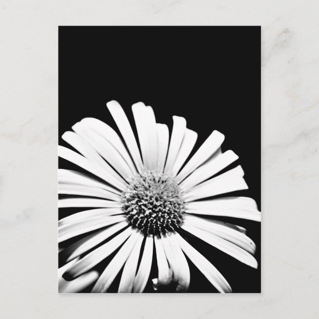 Doronicum flower art postcard (black and white) (Front)