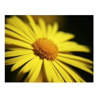 Doronicum Post Card