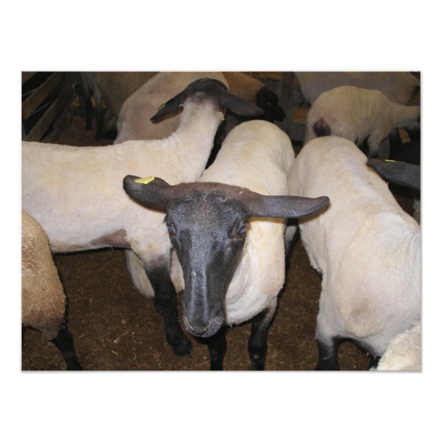 Dorper Sheep Standing with Ears Back Photo Print (Front)